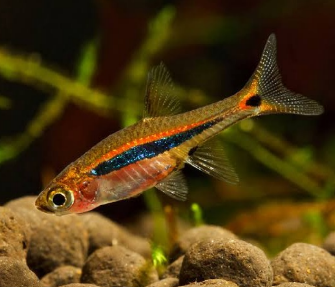 Least Rasbora